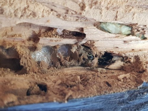 Traitement de charpente contre les insectes Alès